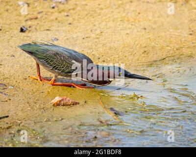 Grüner Reiher, der Fische verfolgt Stockfoto