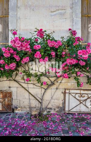 Traditionelle Rosen an der Wand des alten Hauses ausgebildet - Loches, Indre-et-Loire (37), Frankreich. Stockfoto