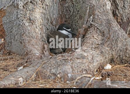 Bricketseeschwalbe (Onychoprion anaethetus anaethetus) ist am Nest am Fuße des Baumes Lady Eliot Island, Queensland, Australien Februar Stockfoto