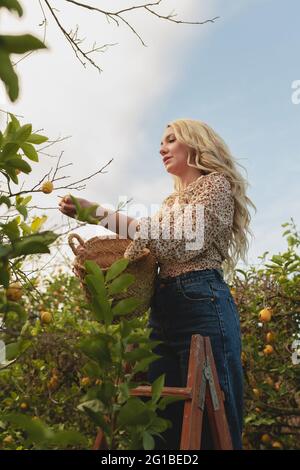 Von unten junges Weibchen, das während der Erntezeit auf der Farm auf einer Leiter steht und reife Zitronen im Weidenkorb pflückt Stockfoto