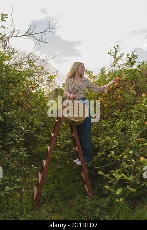 Ganzer Körper von jungen Weibchen, die während der Erntezeit auf der Farm auf einer Leiter stehen und reife Zitronen in einem Weidenkorb pflücken Stockfoto