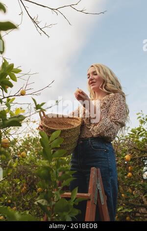 Von unten junges Weibchen, das während der Erntezeit auf der Farm auf einer Leiter steht und reife Zitronen im Weidenkorb pflückt Stockfoto