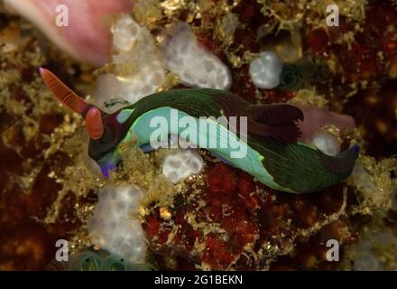 Bunte, schwarze Nudibranch-Weichtiere mit grünen Linien und Strasshörner, die auf einem Korallenriff im Meeresboden sitzen Stockfoto