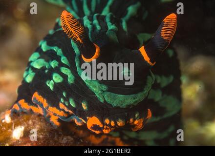 Nahaufnahme leuchtend schwarz-grün und orange Nudibranch-Weichtiere kriechen auf natürlichem Riff in Meerestiefe Stockfoto