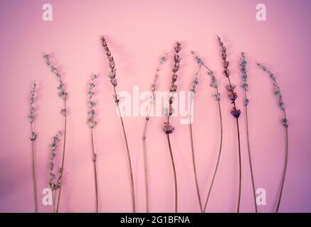 Trockene Lavendelzweige auf einem lila-rosa Hintergrund.flache Laie Stockfoto