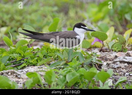 Bricked Tern (Onychoprion anaethetus anaethetus) auf leicht vegetierten Korallen Lady Eliot Island, Queensland, Australien Februar Stockfoto