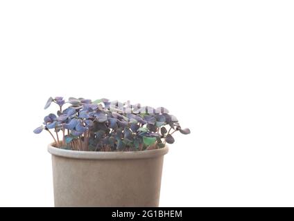 Nahaufnahme des frischen grünen gekeimten Basilikums auf weißem Hintergrund. Micro-Green in einem Topf. Stockfoto