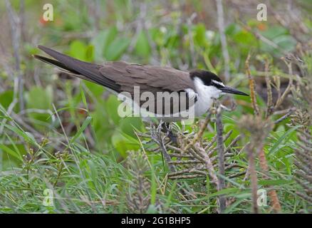 Bricked Tern (Onychoprion anaethetus anaethetus) Erwachsene, die auf einer in den Wind schiefenden Vegetation thront Lady Eliot Island, Queensland, Australien Feb Stockfoto