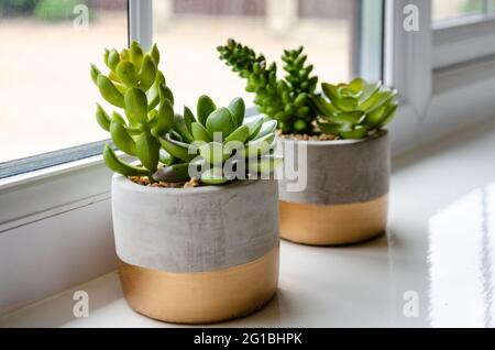 Auf einer hellen und luftigen Fensterbank sitzen zwei Blumentöpfe mit Sukkkulenten zusammen, die für die Dekoration eines Raumes von Interesse sind. Stockfoto