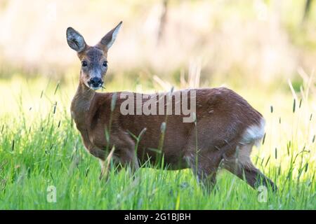 Roe Deer (Capreolus capreolus) füttert im Frühsommer auf Gras, Schottland, Großbritannien Stockfoto