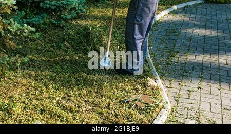 Mitarbeiter der Stadtwerke sind mit der Reinigung von trockenen Blättern auf dem Rasen des Stadtparks beschäftigt. Rechen arbeiten. Stockfoto