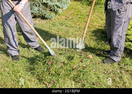Mitarbeiter der Stadtwerke sind mit der Reinigung von trockenen Blättern auf dem Rasen des Stadtparks beschäftigt. Rechen arbeiten. Stockfoto