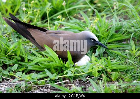 Brauner Noddy (Anus stolidus pileatus)-Erwachsener, der sich auf dem Ei im Nest Lady Eliot Island, Queensland, Australien, niederlässt Februar Stockfoto