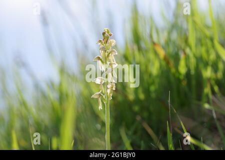 Man Orchid blüht auf Wolstonbury Hill in West Sussex Stockfoto