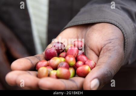 Reife rote Kaffeekirschen werden in einer Hand gezeigt Stockfoto