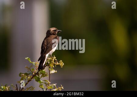 Das zyprische Ährchen oder zyprische Ährchen ist ein kleiner, 14–15 cm langer Singvögel, der früher als Mitglied der Sohrenfamilie Turdid eingestuft wurde Stockfoto