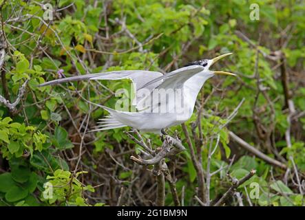 Greater Crested Tern (Thalasseus bergii cristatus) Erwachsener, der auf einem Busch thront und Flügel angehoben hat und Lady Eliot Island, Queensland, Australien, ruft Febr. Stockfoto