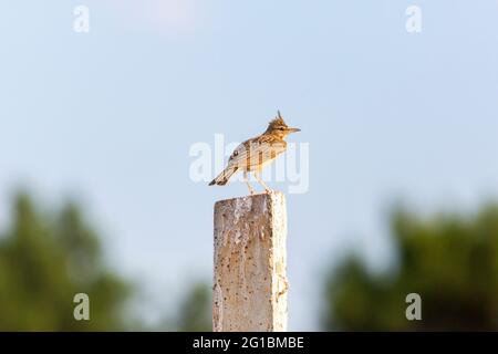 Haubenlerche, die auf Ästen ruht Stockfoto