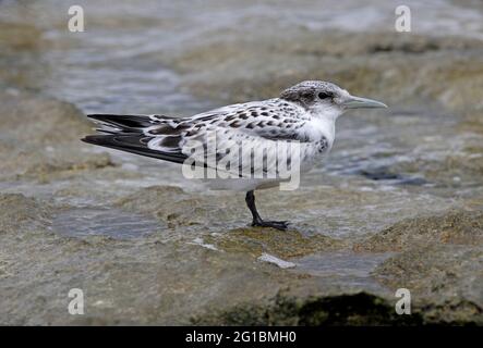 Greater Crested Tern (Thalasseus bergii cristatus), Jungtier am Korallenriff Lady Eliot Island, Queensland, Australien Februar Stockfoto