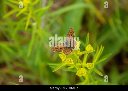 Schöner brauner Schmetterling auf einem Milchkraut blüht. Grüner unscharfer Hintergrund. Nahaufnahme. Stockfoto