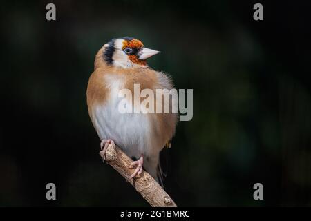 Nahaufnahme eines europäischen Goldfinkens, Carduelis carduelis, der auf einem Zweig thront Stockfoto