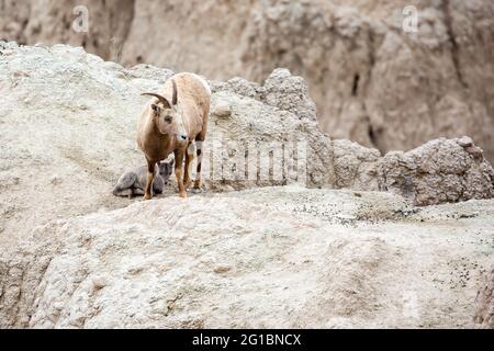 Weibliche Dickhornschafe und Lamm (Ovis canadensis) im Badlands National Park von South Dakota, horizontal Stockfoto