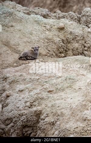 Dickhornschaflamm (Ovis canadensis) im Badlands National Park von South Dakota, vertikal Stockfoto