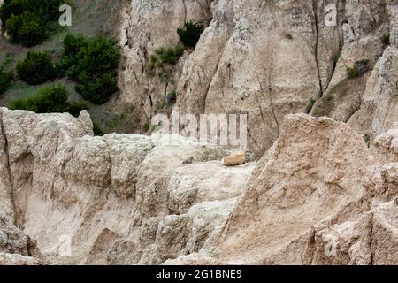 Weibliche Dickhornschafe und Lamm (Ovis canadensis) im Badlands National Park von South Dakota, horizontal Stockfoto