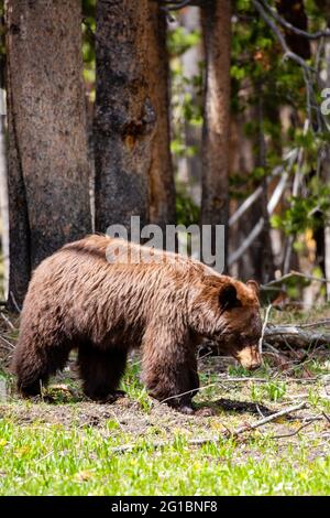 Der große weibliche Zimtbär (Ursus americanus) sucht Ende Mai vertikal im Yellowstone-Nationalpark nach Futter Stockfoto
