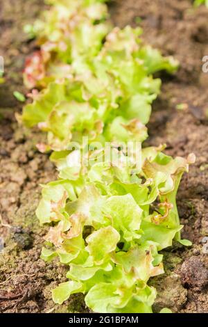 Im Sommer wachsen im Gewächshaus im Garten Salatblätter Stockfoto