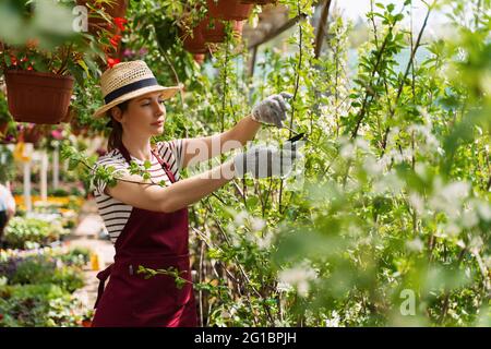 Frau Gärtnerin in Hut und Handschuhe arbeitet mit Blumen im Gewächshaus. Stockfoto