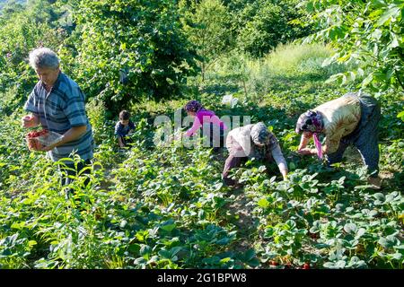 Eregli, Zonguldak / Türkei - 06/24/2013:die Dorfbewohner pflücken Erdbeeren aus dem Garten. Stockfoto