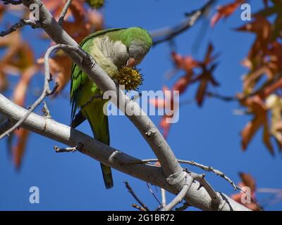 Mönchssittich (Myiopsitta monachus) thront in einem Baum und ernährt sich von einer Frucht, die wie ein Coronavirus aussieht Stockfoto