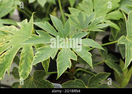 Nahaufnahme der Blätter einer Japonica Spinnennetz-Pflanze Stockfoto