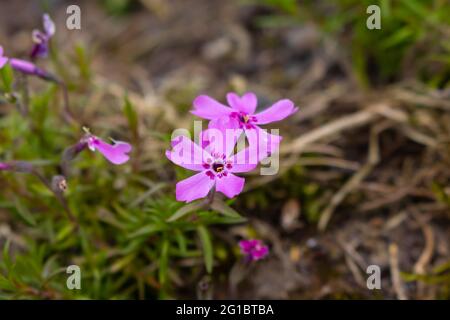 Phlox subulata das schleichende oder Moosphlox Stockfoto