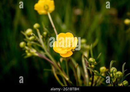 Ranunculus bulbosus, allgemein bekannt als Knollenbutterhalm oder St. Anthony's Rübe Stockfoto