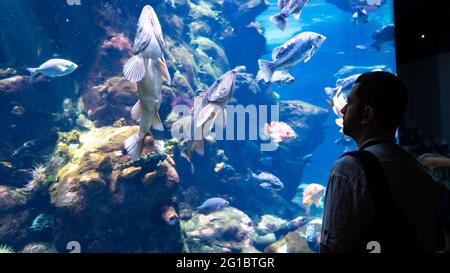 San Francisco, CA, USA - August 2019: Silhouette eines unbekannten Mannes, der die Fische beim Schwimmen im Ozeanarium, USA, beobachtet Stockfoto