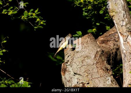 Great Crested Flycatcher im Wald von Wisconsin. Stockfoto