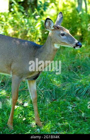 Ein junger Weißschwanzhirsch an einem frühen Herbsttag im Shenandoah National Park, Virginia, USA. Stockfoto