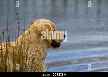 Golden Retriever spielen an einem Landteich. Stockfoto