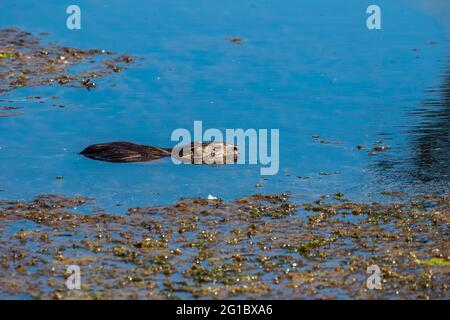 Die Bisamratte (Ondatra zibethicus), Nagetier aus Nordamerika. Stockfoto