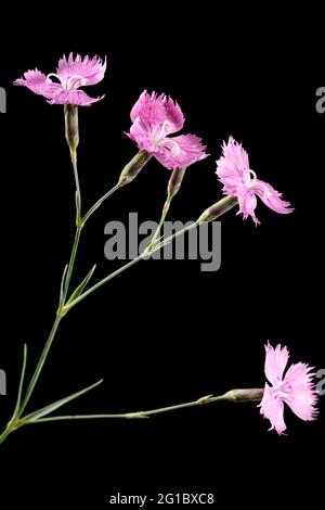 Rosa Blüten der Nelke, lat. Dianthus deltoides, isoliert auf schwarzem Hintergrund Stockfoto