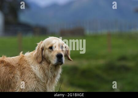 Golden Retriever in einem Landfeld. Stockfoto