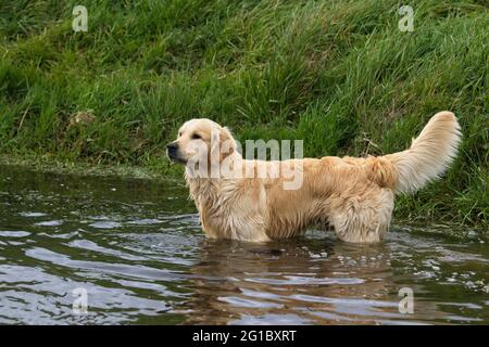 Golden Retriever in einer ländlichen Umgebung. Stockfoto