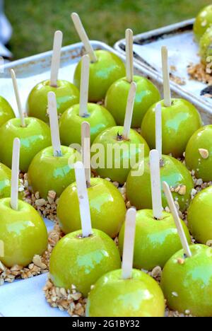 Gruppe kandierter Äpfel mit Karamellsauce und gehackten Nüssen auf einem Tablett mit in jedes Tablett eingeklebten Popsicle-Sticks. Stockfoto