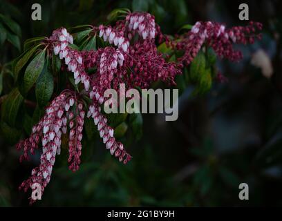 Pieris Strauch blüht aus nächster Nähe Stockfoto