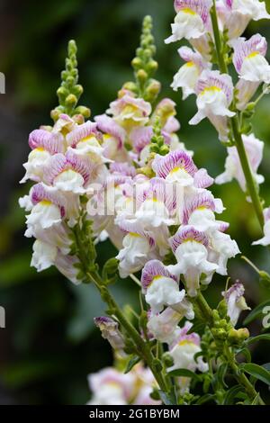 Wunderschöne snapdragon-Blüten (Antirrhinum majus) im Garten Stockfoto