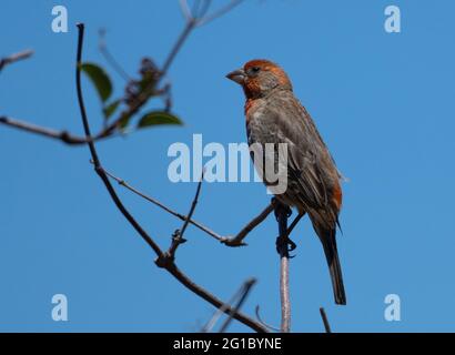 Ein Hausfink (Haemorhous mexicanus) steht auf einem Zweig in Woodland Hills, Kalifornien, USA Stockfoto