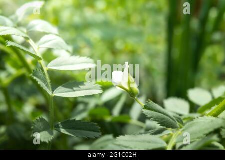 Kabuli Kichererbsen blühen auf der Pflanze im Garten. Atemberaubende kleine weiße Blume im Sonnenlicht. Bekannt als bengalgram, Garbanzobohne oder Cicer Arietinum. Selektiv Stockfoto