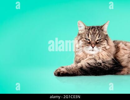 Ältere gestromte Katze liegt seitlich mit hellblaugrünem Hintergrund. Entspannte 15 Jahre alte, lange Haare, weibliche Katze, die mit halb geschlossenen Augen dösiert. Schöner Stockfoto